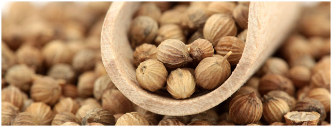 coriander